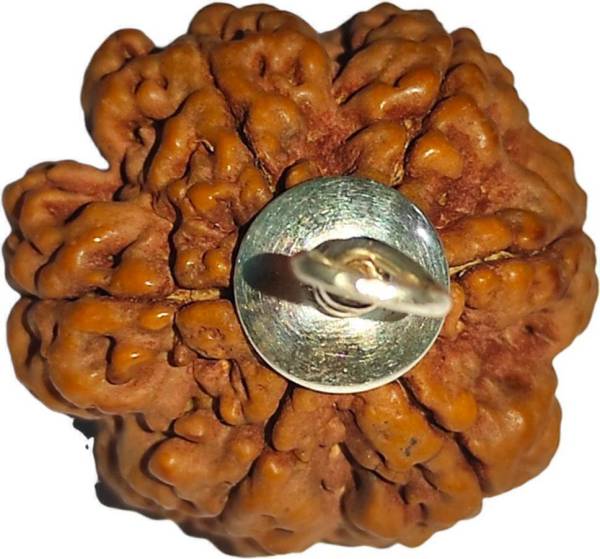 Nepali Rudraksha Seven Mukhi Rudraksha Original Certified | Original Seller Nepali Rudraksha | Mother of Pearl