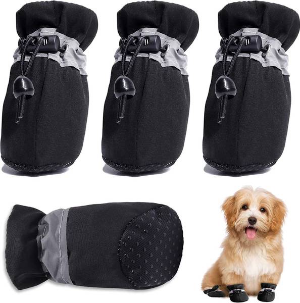 Pocket dog shoes online
