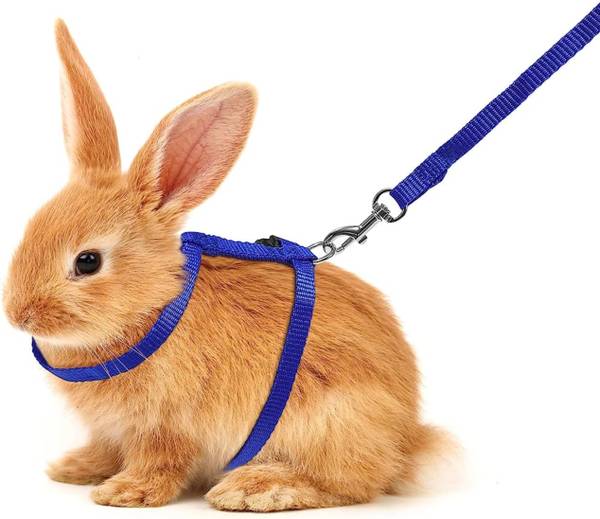 Rabbit belt sale