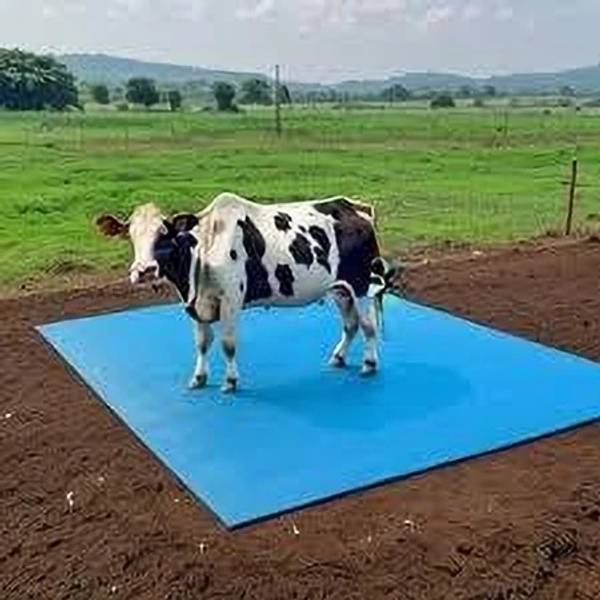 cowmat Cow Mat, Mat for Cow, Buffalo, Bull, Rubber Mat for Animal Cow, Dog, Hamster, Guinea Pig, Miniature Pig Pet Mat