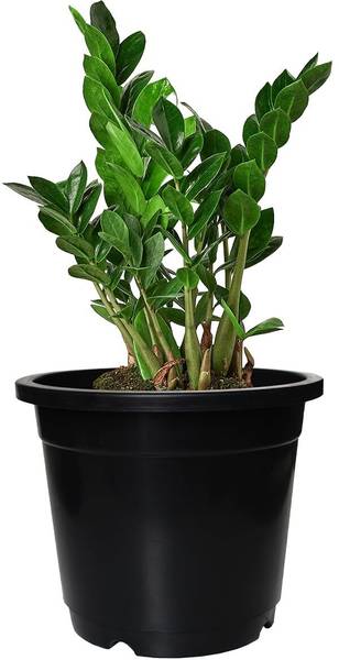 Garden's Need 5.5-Inch (13.97 cm) Nursery Flower Pot Round Set of 1, Planter for Versatile Plant Container Set