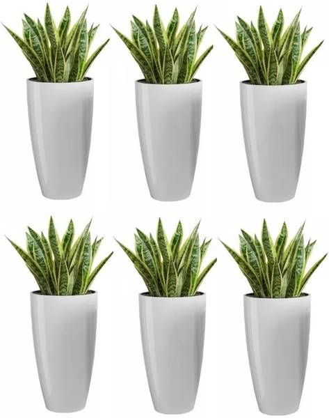 UBBISKART HOUSEWARE Plastic Tower Pot 8.5 inch Flower Pot for Home office Garden Balcony Plant Container Set