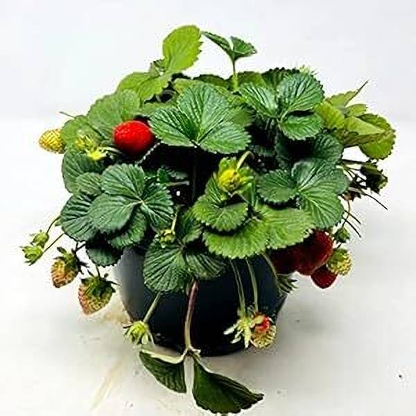 rimardmistu Strawberry Plant