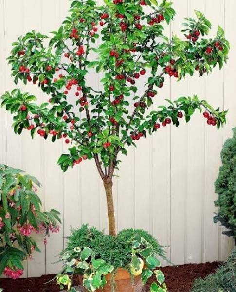 greenhousestore Cherry Fruit Plant