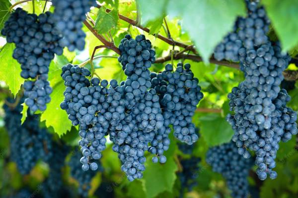 EarthAngel Grapes Plant