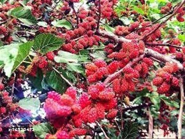 Sarika Shahtoot/Mulberry Plant