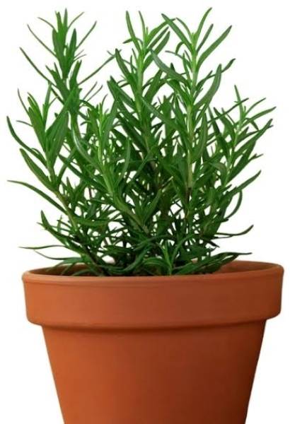 Skrhuvoy Rosemary Plant