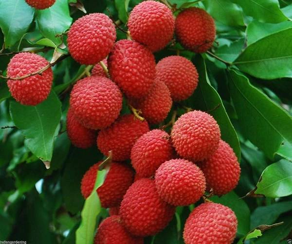 RUFLEF Litchi Plant