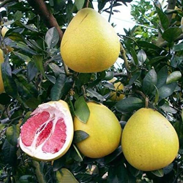 SOHA ENTERPRISE Lemon Plant