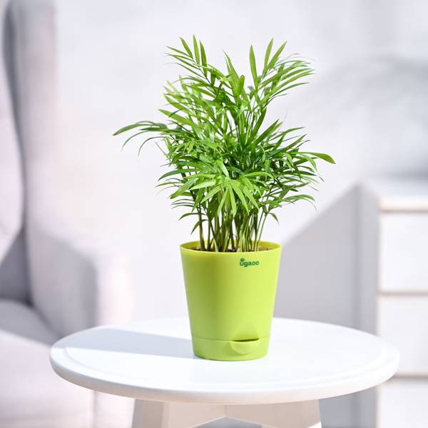 UGAOO Bamboo Palm Plant