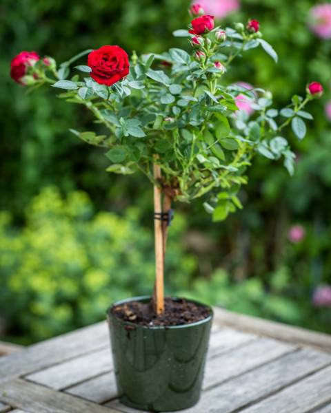 AloGardening Rose Plant