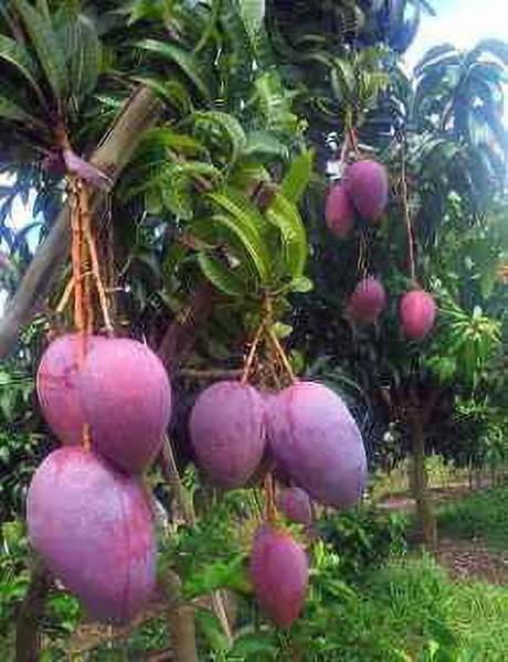 alphonso Mango Plant