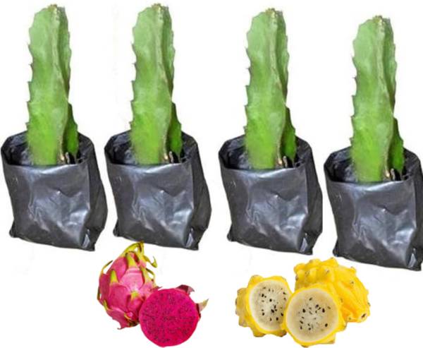 BROTHERS SMD Dragon Tree