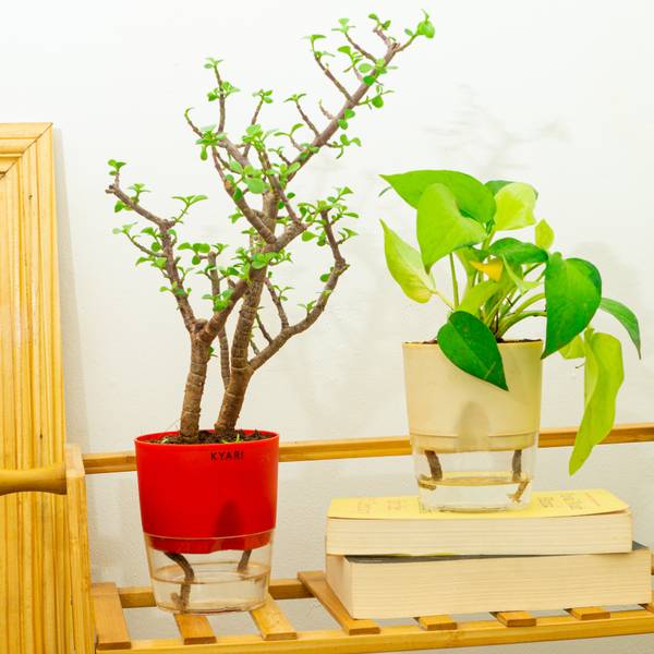 Kyari Golden Money Plant