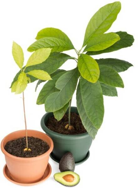 GreenyOn Avocado Plant