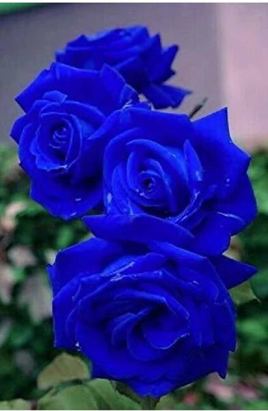 Aquinnah Rose Plant