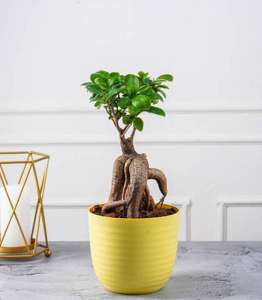GREENLEAFS Ficus Bonsai