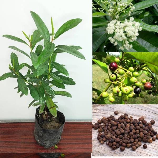 Oxygreenplant All Spice Plant