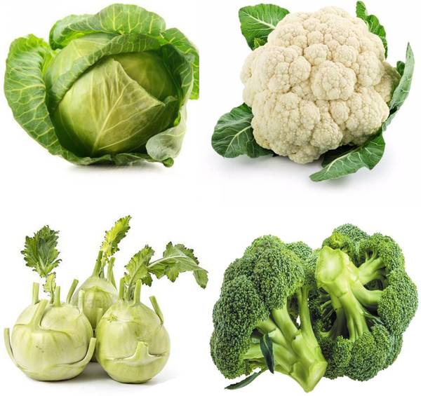 TRICONE Cabbage Cauliflower Knol Khol Broccoli 50 Each Veg Seeds Seed