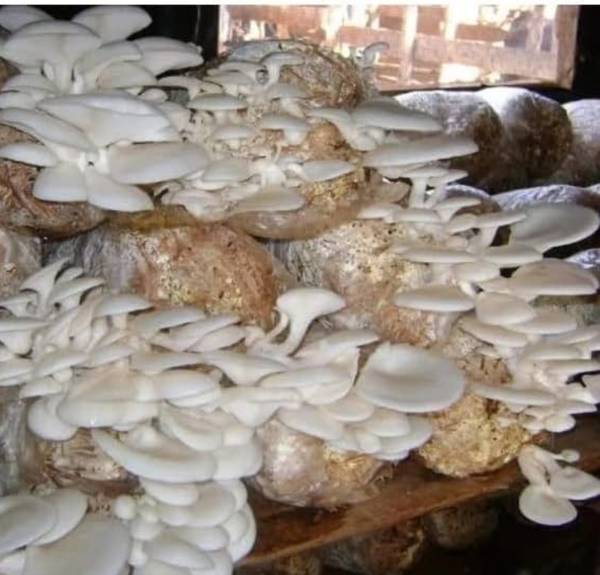 Arko Oyster Mushroom Edible CO2 Variety 1 Pp Bag+ 200gm Seed