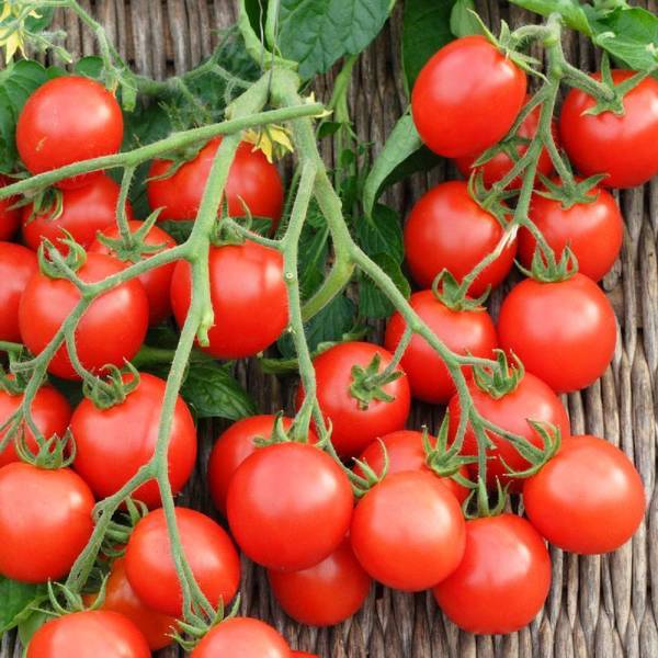 EcoFusion hybrid tomato seeds Seed