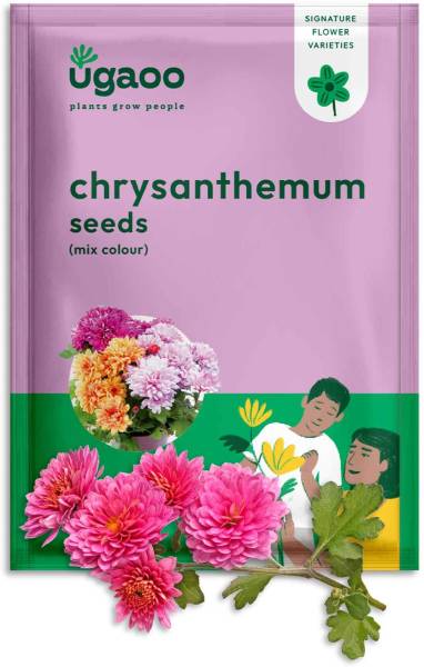 UGAOO Chrysanthemum Flower Seed