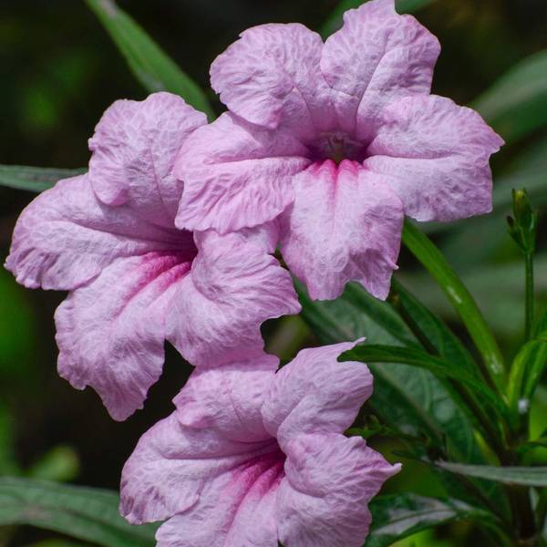 Qualtivate TLX-324 Pink Mexican Petunia Seeds Seed