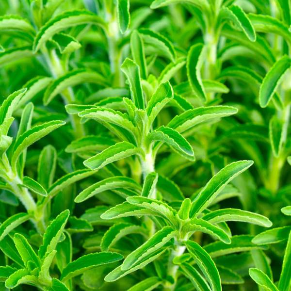 Seedsqlty Stevia sugar plant seeds, high germination (60 seeds) Seed