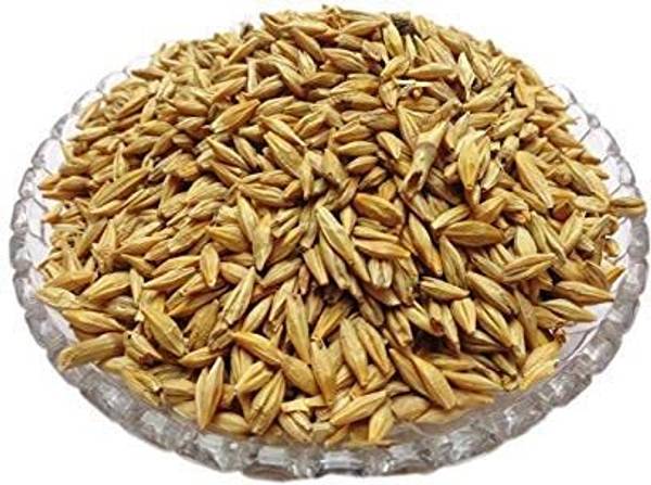 STOKIOYA STOKIYA F1 HYBRIDE VARIETY Barley (JAU )Grain & ( BARELY ) jau Ka Bheej 10KG Seed