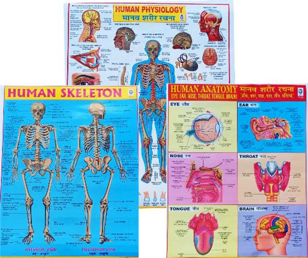 Human Physiology Chart - Explore The Wonders Of The Human Body. A Combo Of Three Charts Of Human Skeleton, Human Physiology & Human Anatomy For All Bi...