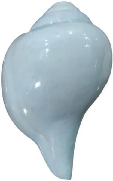 HVS natural for pooja and decorative 100% pure Blowing Shankh