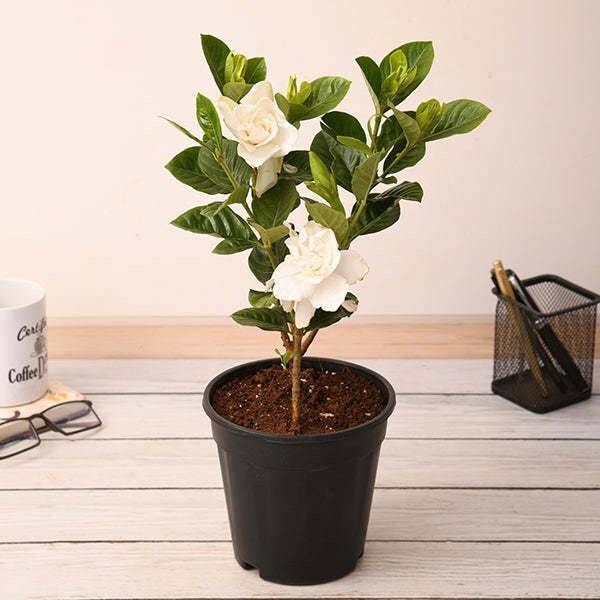Cloud Farm Jasmine Plant
