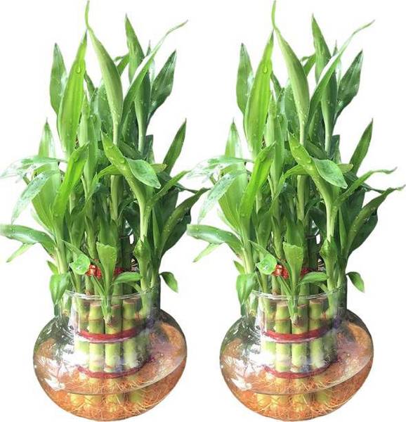 PETALFLEUR Two Layer Bamboo Plant