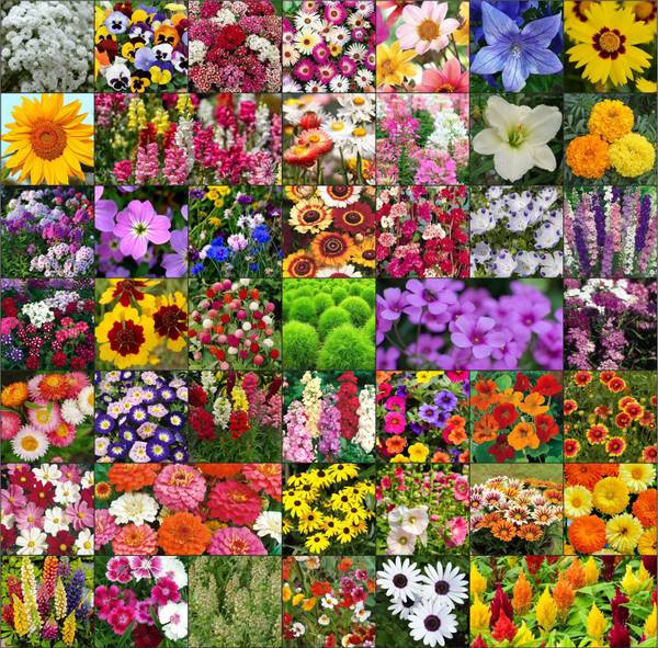 Agnico 45 Varieties Of Flower Seeds Combo With Instruction Manual Seed