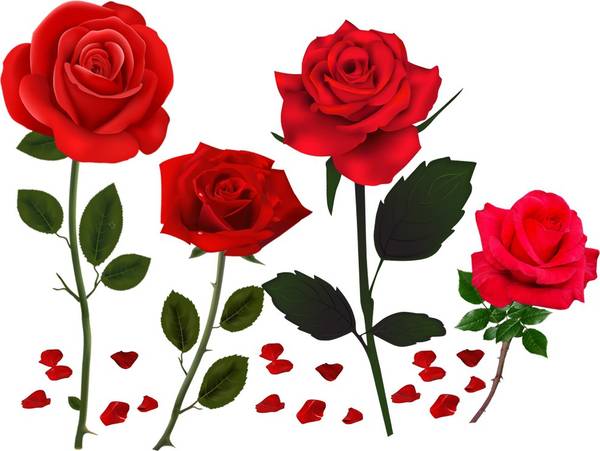 god & god's 27 cm Beautiful ROSE Flowers Self Adhesive Sticker
