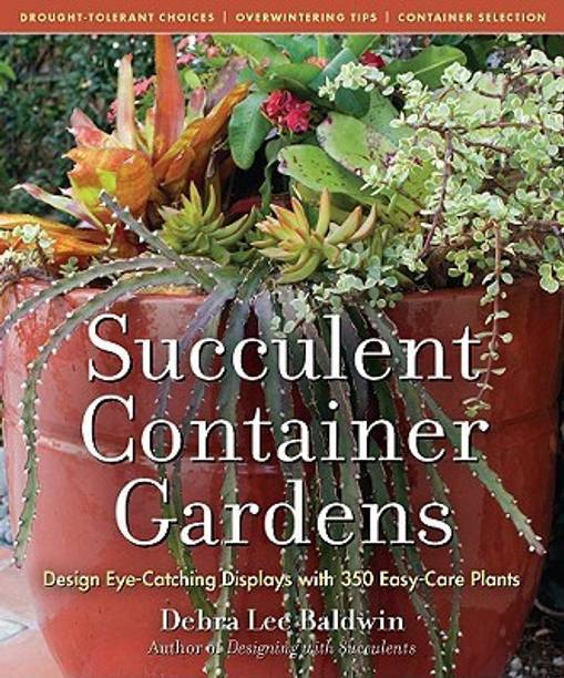 Cacti Succulents Online At Best Prices In Cacti Succulents Online At Best Prices In India Flipkart