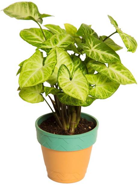 Money Plant With Pot Green Nilkamal Home | Earn Money Xda