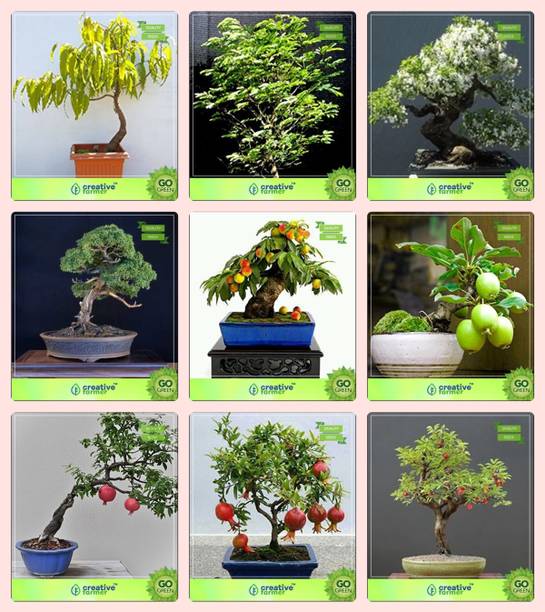 A Bonsai Plant Seeds Buy A Bonsai Plant Seeds Online At Best Prices In India Flipkart Com