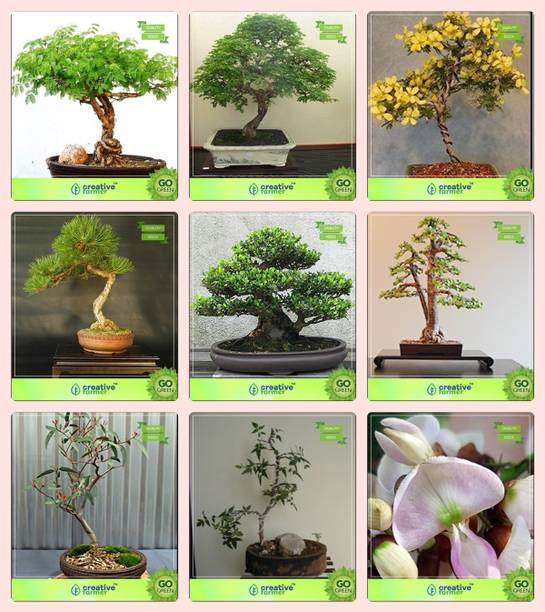 A Bonsai Plant Seeds Buy A Bonsai Plant Seeds Online At Best Prices In India Flipkart Com