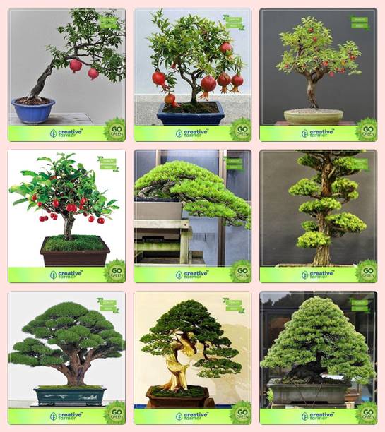 A Bonsai Plant Seeds Buy A Bonsai Plant Seeds Online At Best Prices In India Flipkart Com