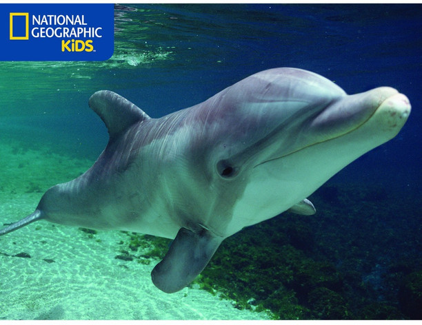 national geographic kids 3d puzzle