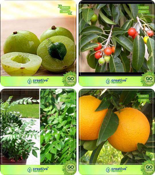 Indoor Plants At Best S In India Creative Farmer Plant Seeds Amla Tree Mamosa Elangi Murraya Koenigii Orange Combo