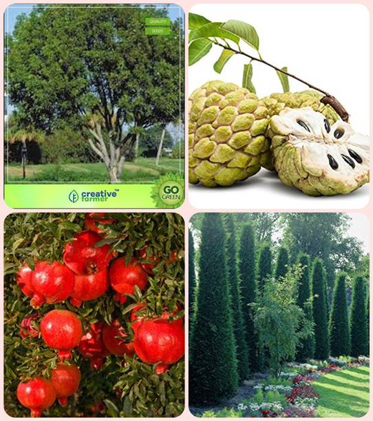 Karveer Creations Trees At Best Creative Farmer Garden Tree Plants For Home Mahogany Anona Squamosa Pomagranate Nana Cupressus