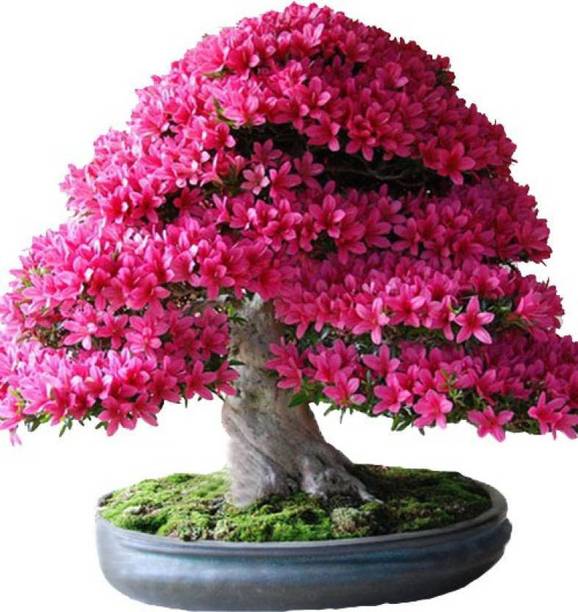 20+ Latest Bonsai Tree Price In Kolkata | Pink Wool 20+ Latest Bonsai Tree Price In Kolkata | Pink Wool