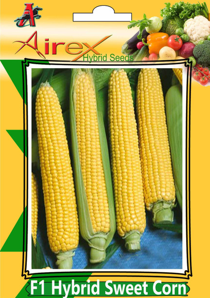RARE Sweet Pepper seeds Prisma F1