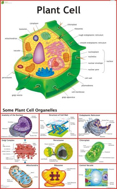 Plant Cell Chart Paper Print