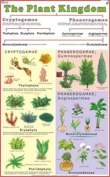 Plant Kingdom Chart Paper Print