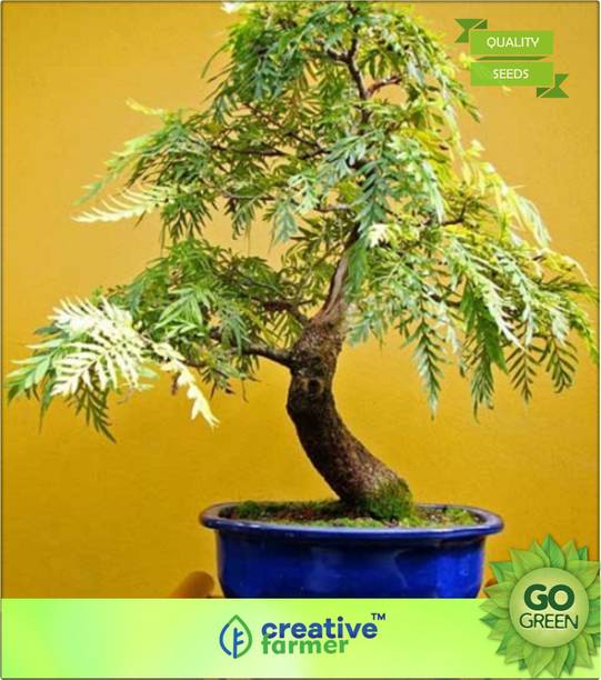 A Bonsai Trees Buy A Bonsai Trees Online At Best Prices In India Flipkart Com
