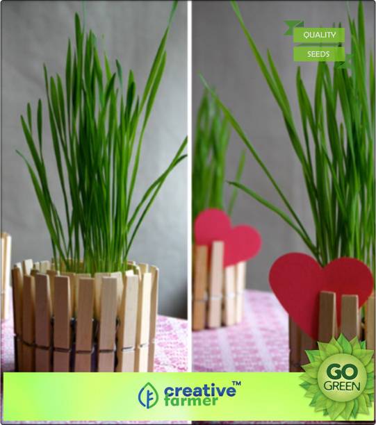 Ping India Mobiles Electronics Appliances Creative Farmer Air Purifying Indoor Plant Chives Seed