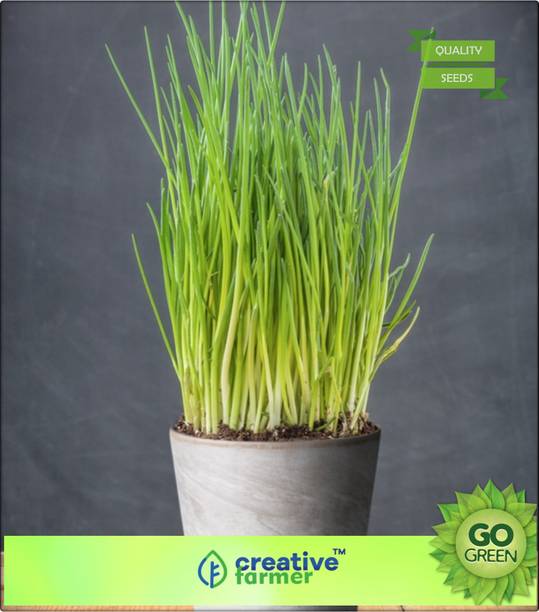 Ping India Mobiles Electronics Appliances Creative Farmer Indoor Herb Garden Chives Seed